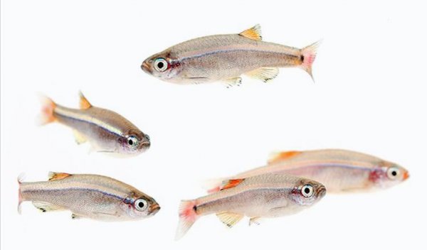 白云金丝鱼好养么