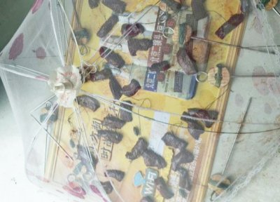 钓甲鱼技巧和方法 用什么钓甲鱼最快最好最有效果