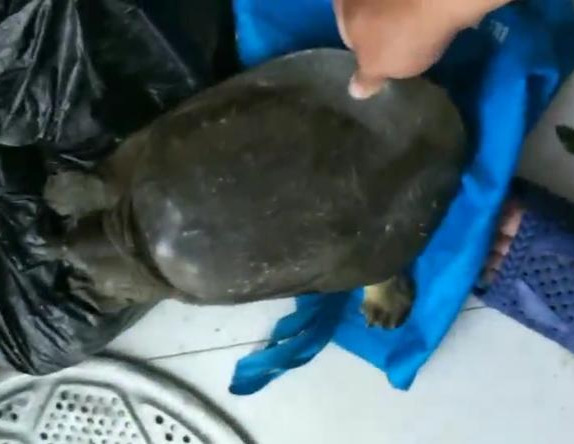 钓甲鱼技巧和方法