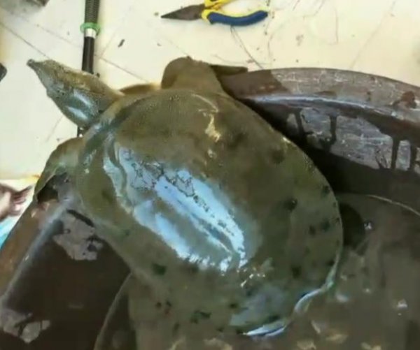 钓甲鱼技巧和方法