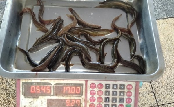 钓甲鱼技巧和方法