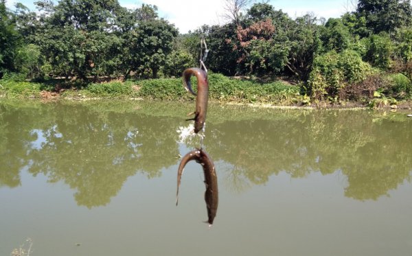 钓甲鱼技巧和方法