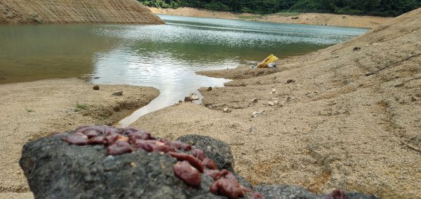 钓甲鱼技巧和方法