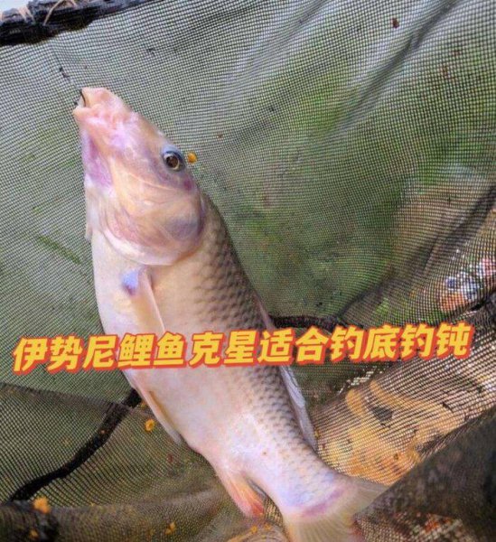 野钓用什么钩子比较好