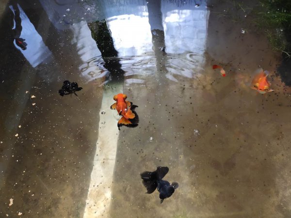 金鱼在鱼缸里能自然繁殖吗