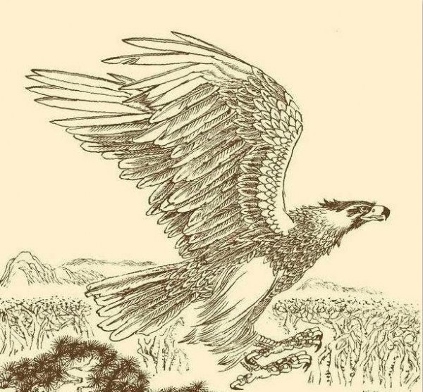 凤凰与朱雀谁血统高贵