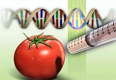 转基因食品的危害有哪些 转基因食品的好处与坏处完整版