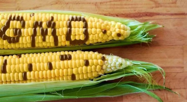 转基因食品的危害有哪些