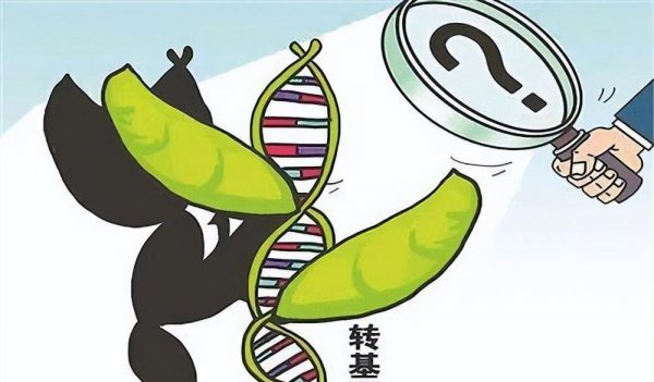 转基因食品的危害有哪些