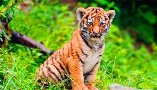 虎生三子必有一彪指的什么意思