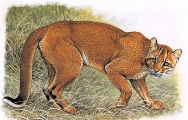 虎生三子必有一彪指的什么意思