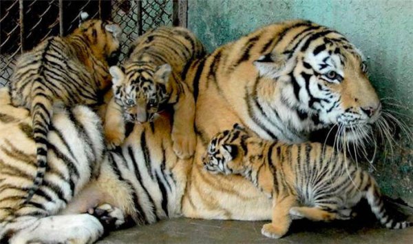 虎生三子必有一彪指的什么意思