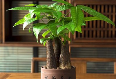 搬新家送什么绿植盆栽最适合 新房搬家送什么绿植寓意好