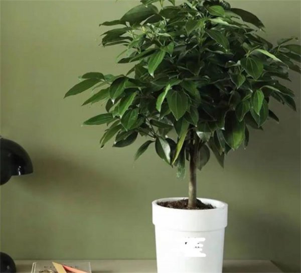 搬新家送什么绿植盆栽最适合