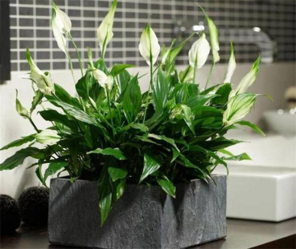 搬新家送什么绿植盆栽最适合