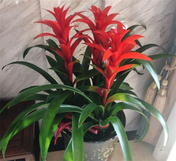 搬新家送什么绿植盆栽最适合