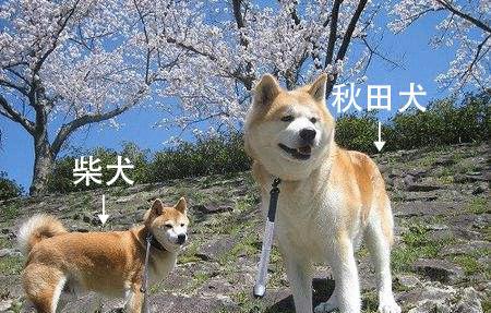 日本狗秋田犬和柴犬的区别
