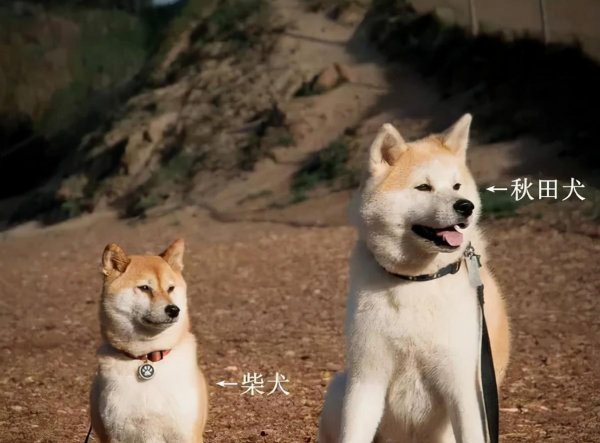 日本狗秋田犬和柴犬的区别
