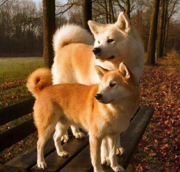 日本狗秋田犬和柴犬的区别