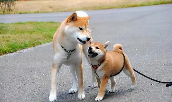 日本狗秋田犬和柴犬的区别