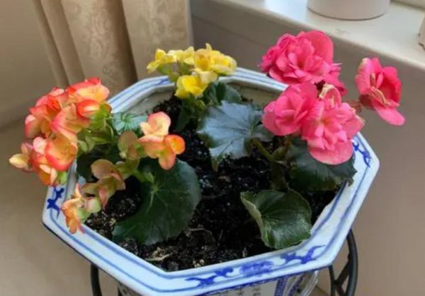 生根粉怎么用效果最佳