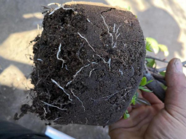 生根粉怎么用效果最佳