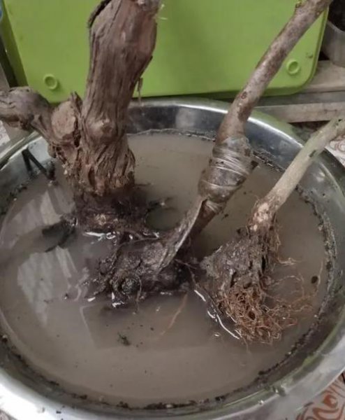 生根粉怎么用效果最佳