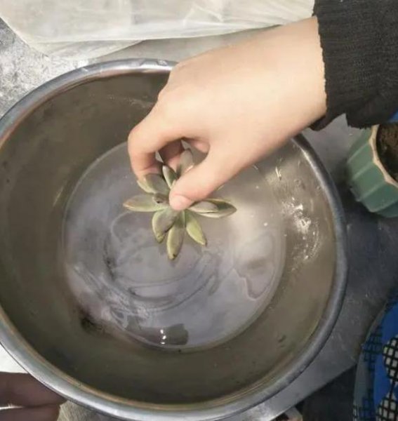 生根粉怎么用效果最佳