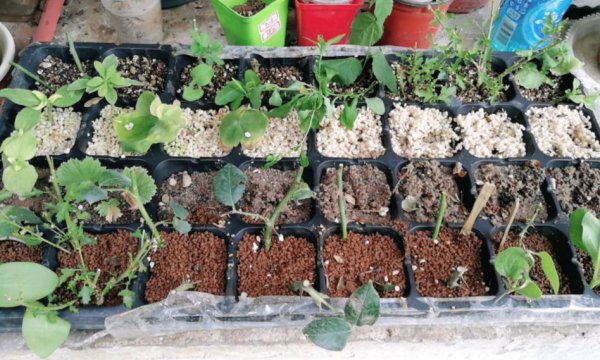 生根粉怎么用效果最佳