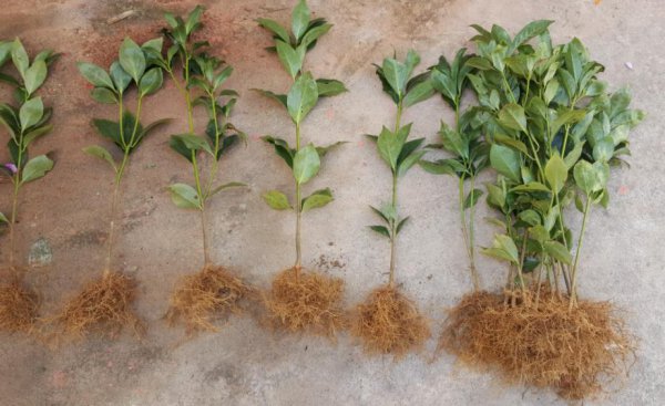 生根粉怎么用效果最佳