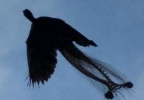 凤凰哪个是雌哪个是雄