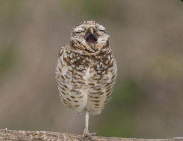 凤凰哪个是雌哪个是雄