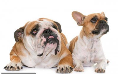 法斗犬的优缺点 家里饲养法斗犬的利处与弊端分析