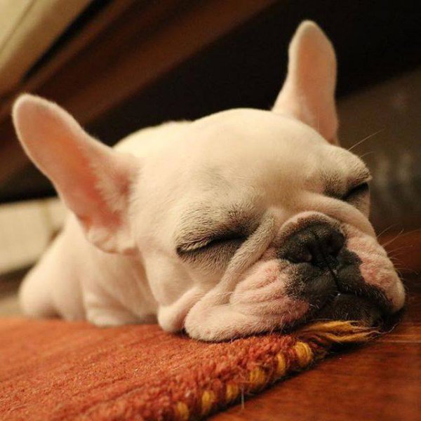 法斗犬的优缺点