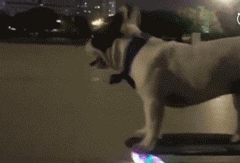 法斗犬的优缺点