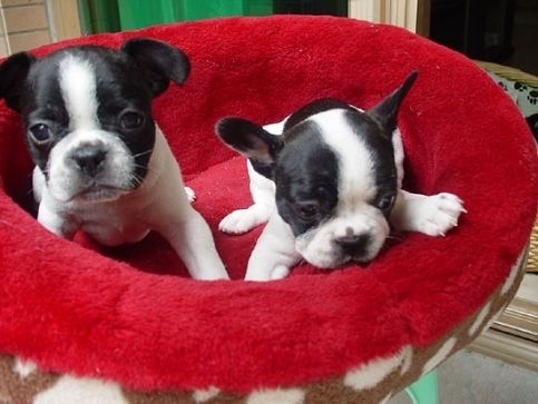 法斗犬的优缺点