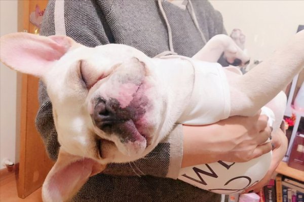 法斗犬的优缺点