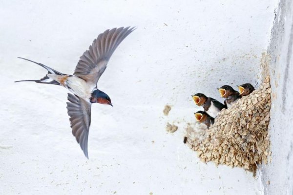 家中有四喜是哪四喜