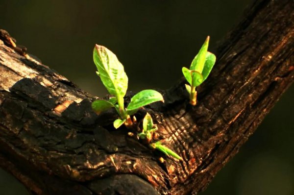 家中有四喜是哪四喜