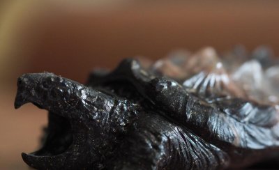 鳄龟一年能长多大 大鳄龟和小鳄龟的生长规律介绍