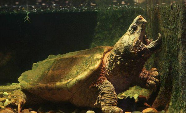 鳄龟一年能长多大