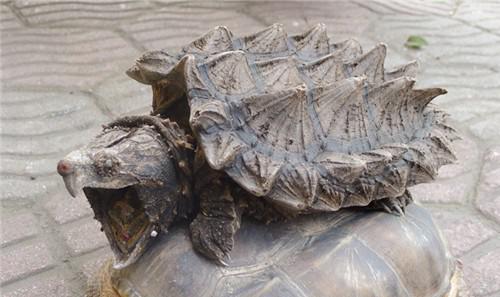 鳄龟一年能长多大