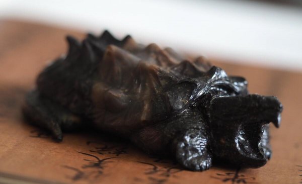 鳄龟一年能长多大