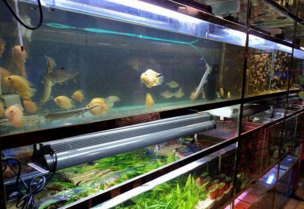 亚克力鱼缸好还是玻璃鱼缸好