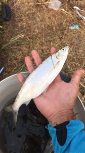 钓白条用几号钩最好 野钓白条怎么进行装备的选择