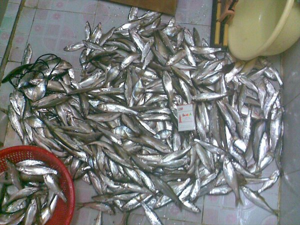 钓白条用几号钩最好