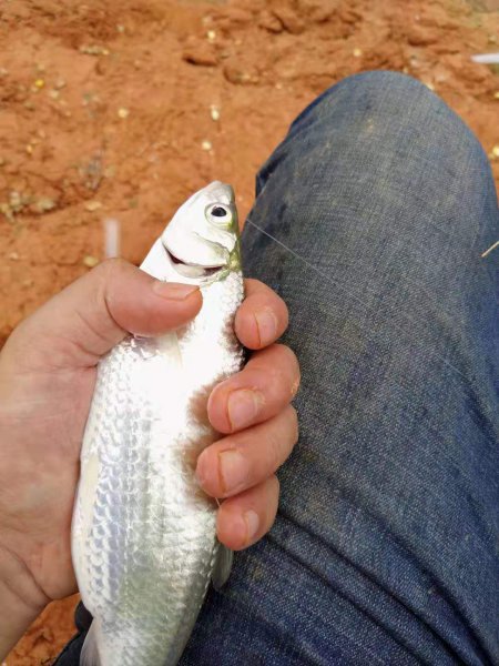 钓白条用几号钩最好