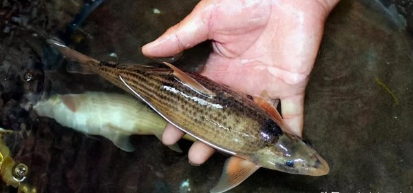 黄河有什么鱼大概多少种