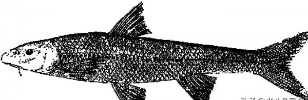 黄河有什么鱼大概多少种