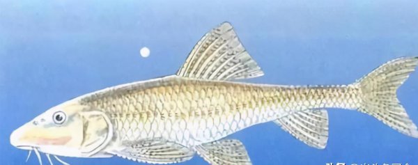 黄河有什么鱼大概多少种